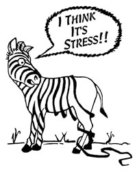 stressed zebra